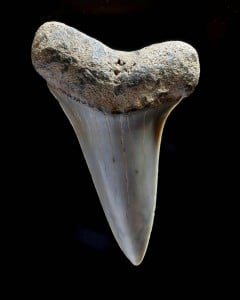 Fossilized Tooth of Extinct Mako Shark